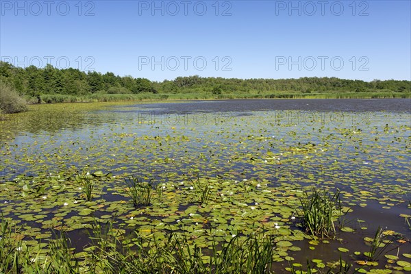 Steinhuder Meer, Lake Steinhude in the Hannoversche Moorgeest, Hanoverian Moor Geest in summer,