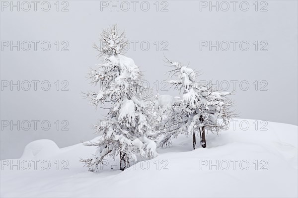 European larch trees (Larix decidua) in the snow in winter, Gran Paradiso National Park, Valle