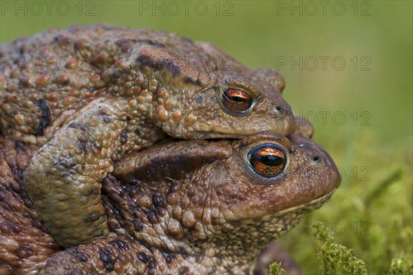 Common toad, European toads (Bufo bufo) pair in amplexus walking over grassland to breeding pond in