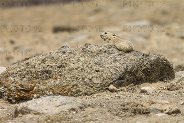 Ladak pika (Ochotona ladacensis), a small mammal, a lagomorph, living in the high mountain meadows,