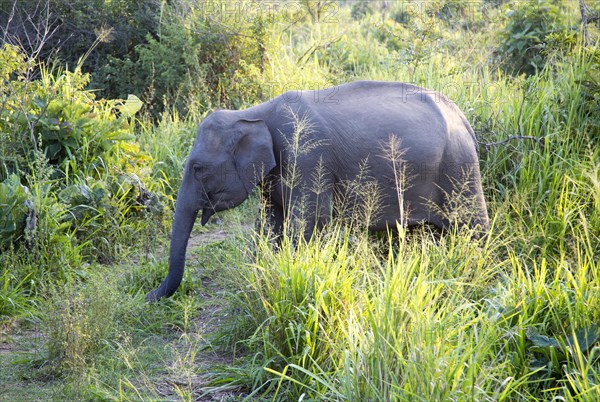 Wild elephants in Hurulu Eco Park biosphere reserve, Habarana, Anuradhapura District, Sri Lanka,
