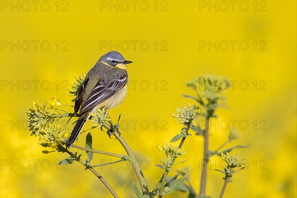 Blue-headed wagtail (Motacilla flava flava) male perched in yellow rape field, rapefield flowering