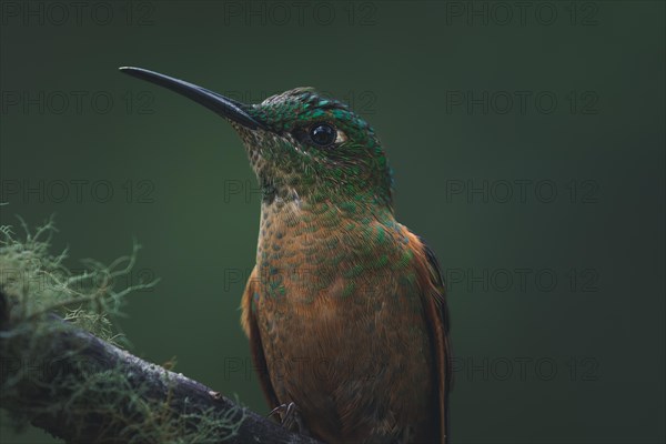 A fawn-breasted brilliant (Heliodoxa rubinoides) small green bird resting on a branch in the