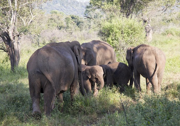 Wild elephants in Hurulu Eco Park biosphere reserve, Habarana, Anuradhapura District, Sri Lanka,