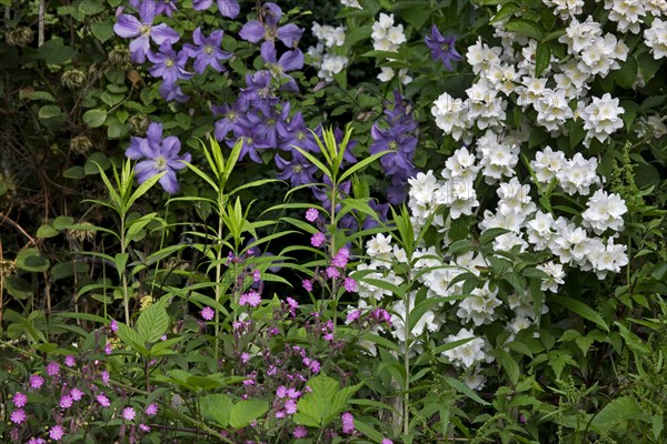 Sweet Mock-orange, English Dogwood (Philadelphus coronarius) and Red campion (Silene dioica,
