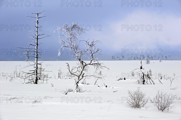 Snow covered burned trees in frozen moorland at Noir Flohay in the nature reserve High Fens, Hautes