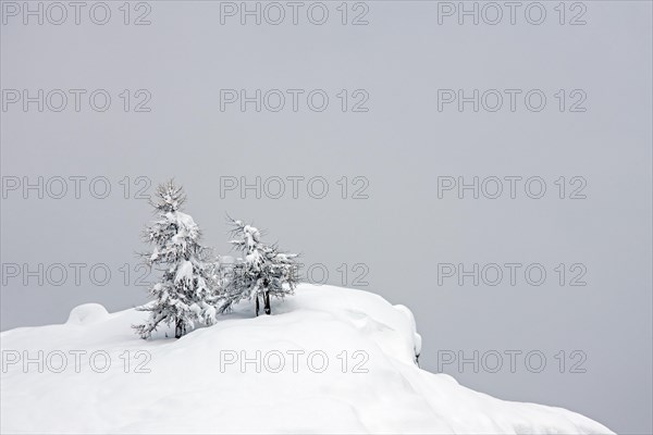European larch trees (Larix decidua) in the snow in winter, Gran Paradiso National Park, Valle