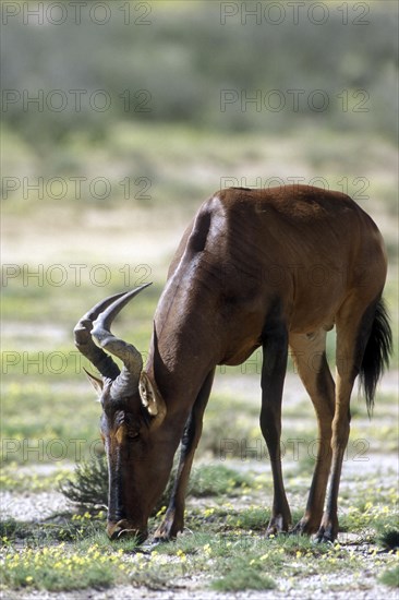 Red Hartebeest (Alcelaphus buselaphus) in the Kalahari desert, Kgalagadi Transfrontier Park, South
