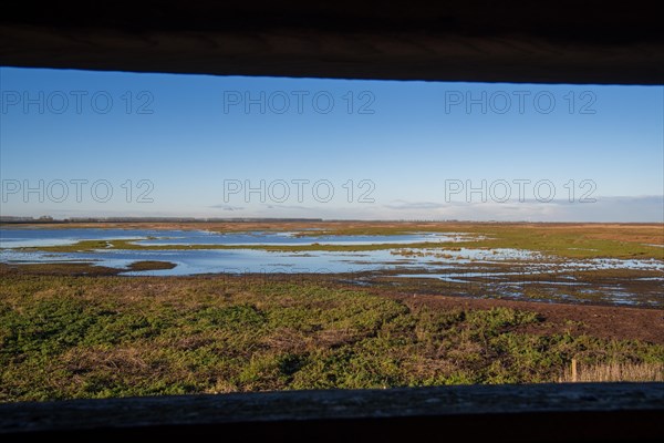 View over salt marsh of the Western Scheldt estuary at nature reserve Verdronken Land van