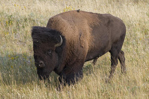 American bison, American buffalo (Bison bison) bull in summer, Waterton Lakes National Park,