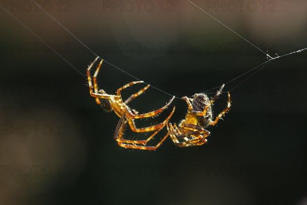 European garden spiders, diadem spider, cross spider, cross orbweaver (Araneus diadematus),