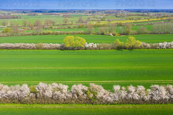 Aerial view over bocage landscape with fields and pastures shielded by blooming hedges and