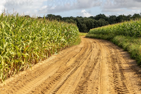 Sandy track in farmland through crop of sweetcorn maize Suffolk Sandlings, Sutton Heath, Suffolk,
