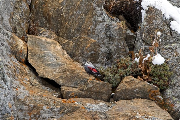 European wallcreeper (Tichodroma muraria) female in non-breeding plumage foraging for insects on