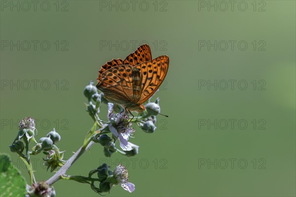 An Emperor Cloak, Argynnis paphia, silver stroke, butterfly sits on a plant and collects nectar,