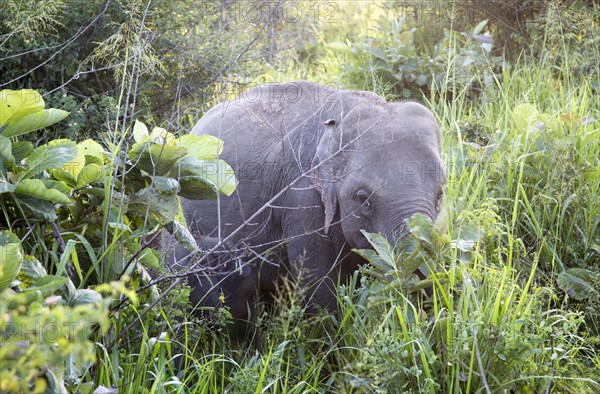 Wild elephants in Hurulu Eco Park biosphere reserve, Habarana, Anuradhapura District, Sri Lanka,