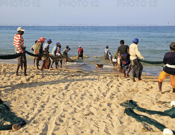 Traditional fishing hauling nets Nilavelli beach, near Trincomalee, Eastern province, Sri Lanka,