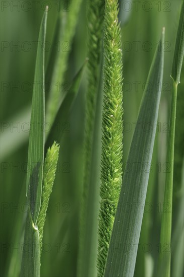 Purple-stem catstail, Boehmer's cats-tail (Phleum phleoides), native to Europe, North Africa and