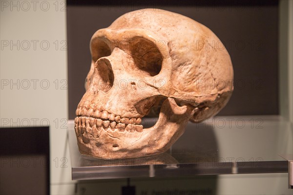 Skull of Homo Neanderthalensis, archaeology museum, Jerez de la Frontera, Cadiz Province, Spain,