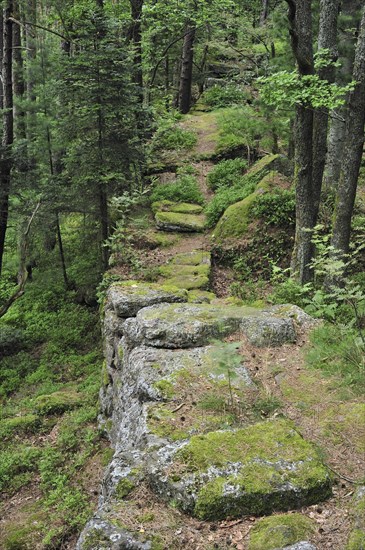 The Pagan Wall, Mur Paien in forest near Mont Sainte-Odile, Vosges, Alsace, France, Europe