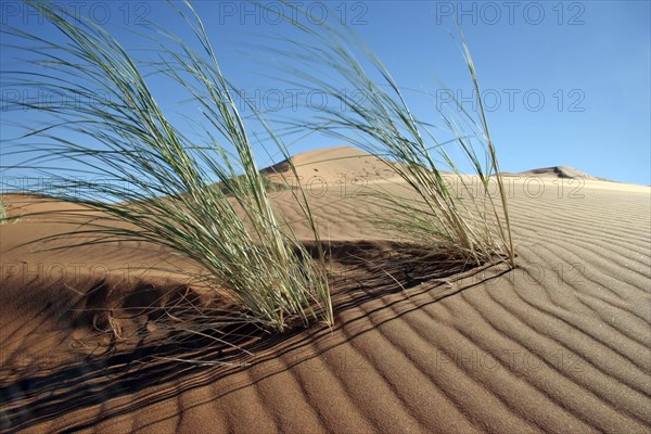 Dune bushman grass, dune reeds (Stipagrostis amabilis) on sand dune in the Namib desert, Namibia,