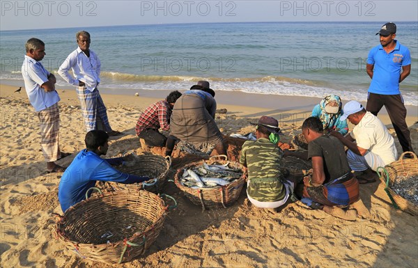 Sorting the cash on beach traditional seine fishing Nilavelli beach, near Trincomalee, Eastern