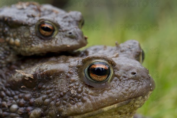 Common Toad, European Toad (Bufo bufo) pair migrating in amplexus to breeding pond in spring,