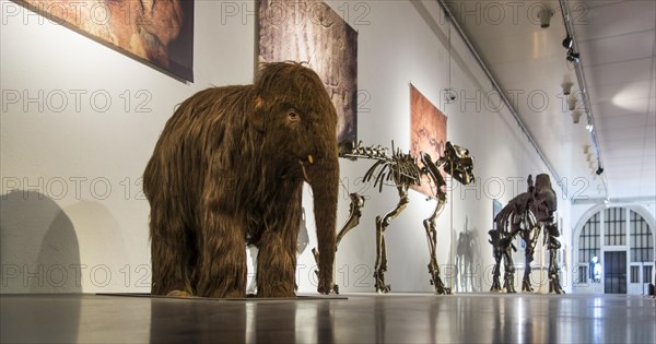Replica of baby woolly mammoth (Mammuthus primigenius) and skeletons of other prehistoric animals