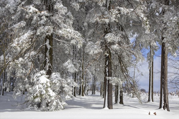 Pine trees in coniferous forest covered in snow in winter at the Hoge Venen, High Fens, Hautes