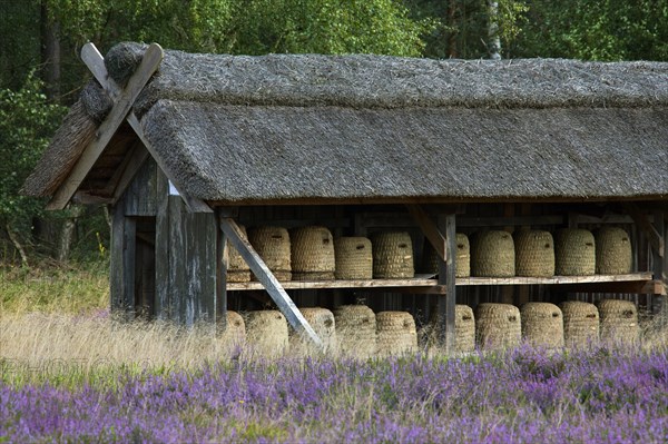 Bee hives, beehives, skeps in rustic shelter of apiary in the Lueneburg Heath, Lunenburg Heathland,