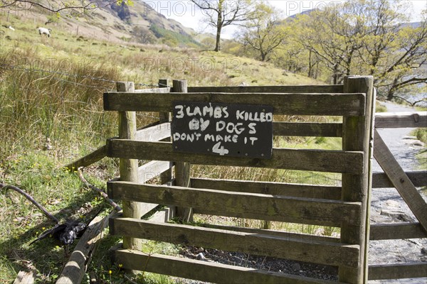 Sign warning owners about lambs killed by dogs, Buttermere, Lake District national park, Cumbria,