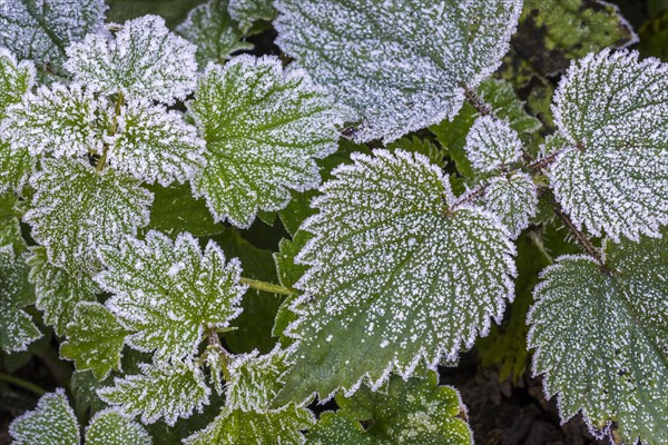 Leaves of European blackberry (Rubus fruticosus) covered in hoarfrost, hoar frost in forest autumn,