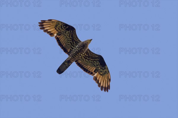 European honey buzzard, common pern, Western honey buzzard (Pernis apivorus) male in flight against