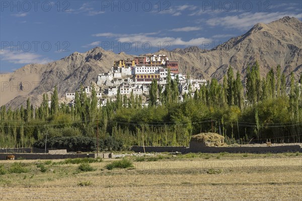 Thikse Gompa, the Buddhist monastery of Central Ladakh, seen late in the summer from the