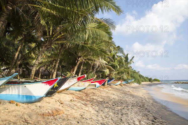 Brightly coloured fishing canoes under coconut palm trees of tropical sandy beach, Mirissa, Sri