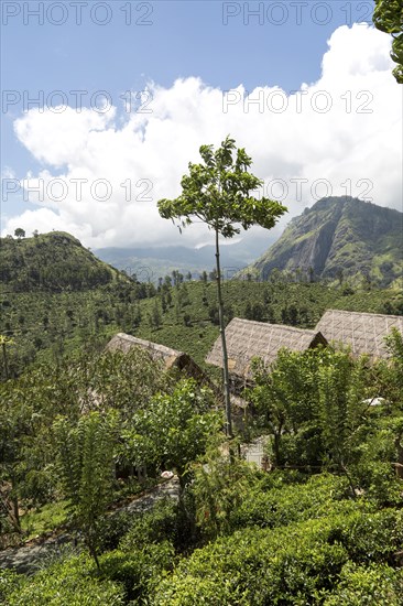98 Acres resort luxury lodges, Ella, Badulla District, Uva Province, Sri Lanka, Asia view to Ella