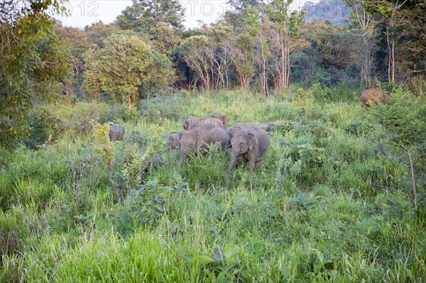 Wild elephants in Hurulu Eco Park biosphere reserve, Habarana, Anuradhapura District, Sri Lanka,