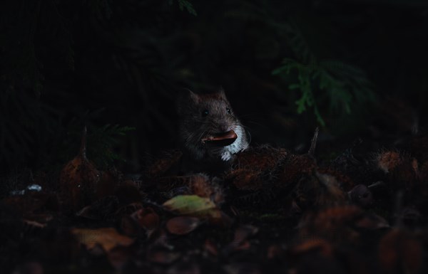 A small rodent (The field mouse (Microtus arvalis) peeps out of the darkness of the forest,
