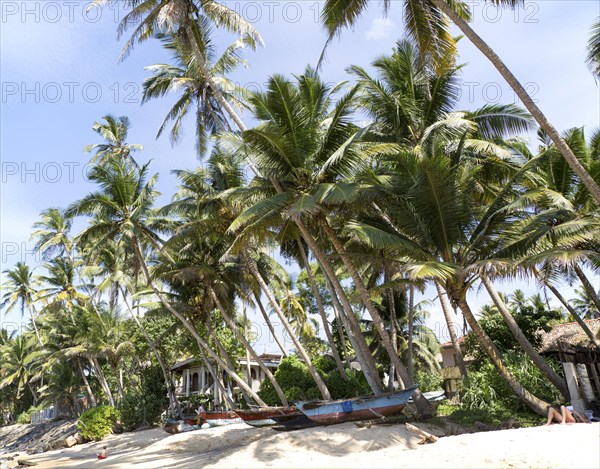 Brightly coloured fishing canoes under coconut palm trees of tropical sandy beach, Mirissa, Sri