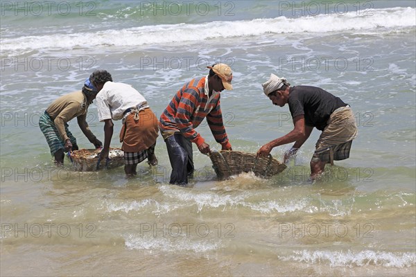 Traditional fishing hauling nets Nilavelli beach, near Trincomalee, Eastern province, Sri Lanka,