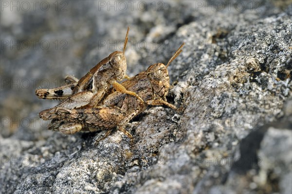 Pezotettix giornae, Pezotettix giornai, male and female couple mating on rock, La Brenne, France,