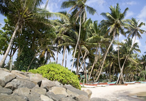 Brightly coloured fishing canoes under coconut palm trees of tropical sandy beach, Mirissa, Sri
