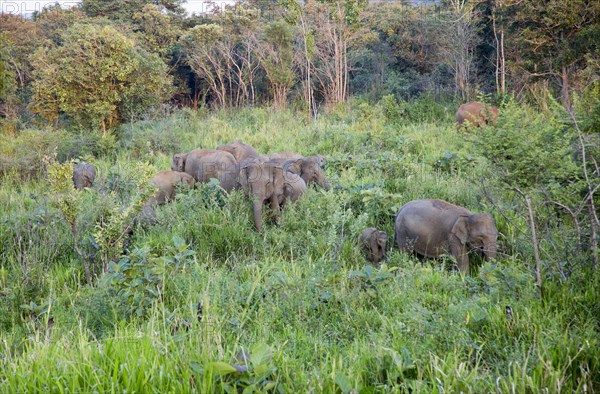 Wild elephants in Hurulu Eco Park biosphere reserve, Habarana, Anuradhapura District, Sri Lanka,