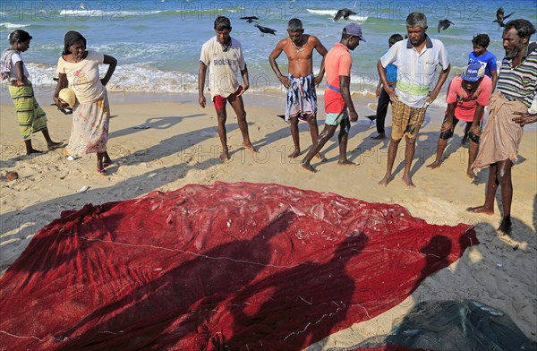 Traditional fishing hauling nets Nilavelli beach, near Trincomalee, Eastern province, Sri Lanka,