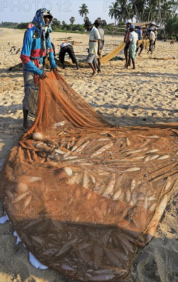 Traditional fishing hauling nets Nilavelli beach, near Trincomalee, Eastern province, Sri Lanka,