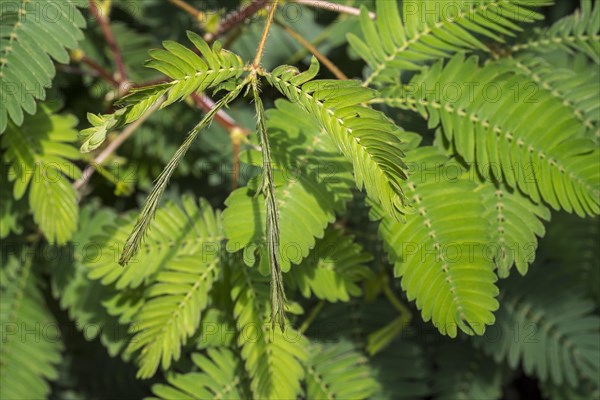 Sensitive plant, sleepy plant, touch-me-not (Mimosa pudica) close-up of leaflets folding inwards,