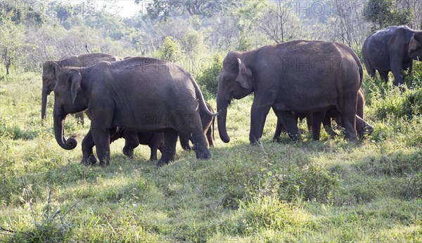 Wild elephants in Hurulu Eco Park biosphere reserve, Habarana, Anuradhapura District, Sri Lanka,