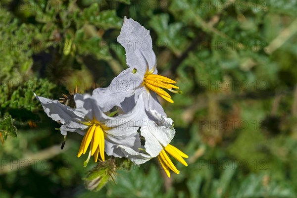 Vila-vila, sticky nightshade, red buffalo-bur, fire-and-ice plant, litchi tomato (Solanum