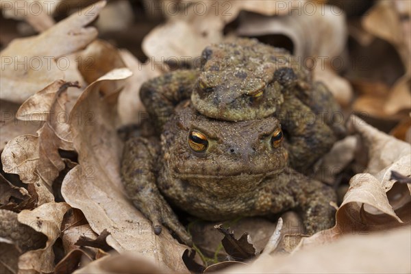 Common toad, European toads (Bufo bufo) pair in amplexus walking over fallen leaves to breeding