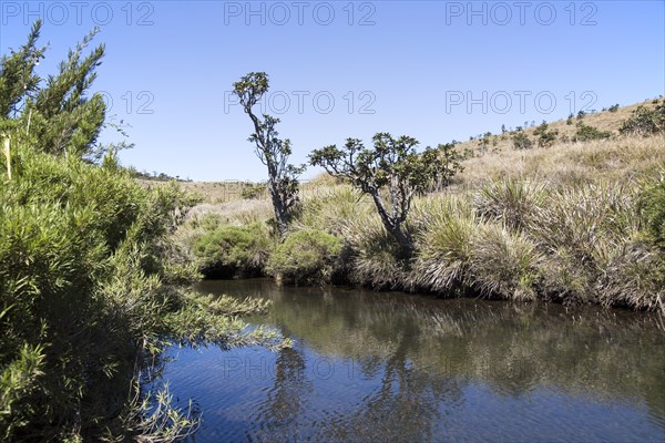 Belihul Oya river in montane grasland environment, Horton Plains National Park, Central Province,